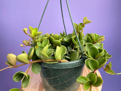 Peperomia "Hope" - 8"