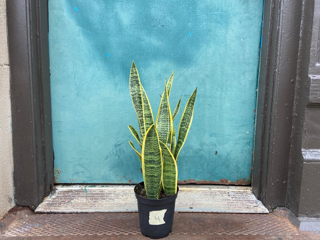 Sansevieria Laurentii (Snake Plant) - 6" Pot