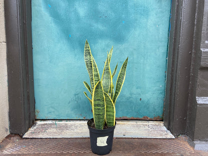Sansevieria Laurentii (Snake Plant) - 6" Pot