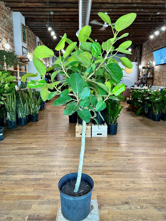 Ficus "Audrey" (Tree) - 10" Pot - The Succulent City