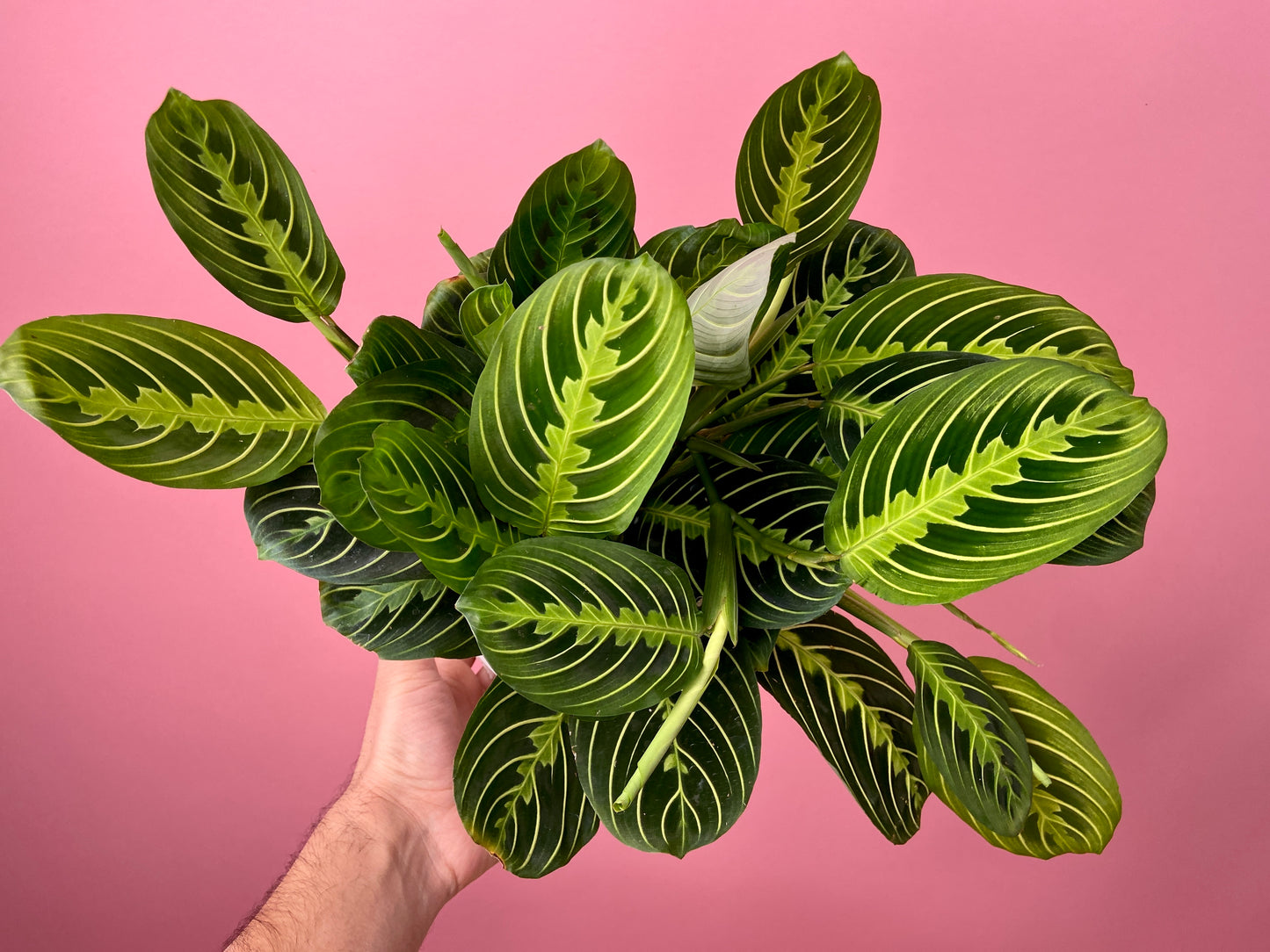Maranta "Lemon Lime" - 6"