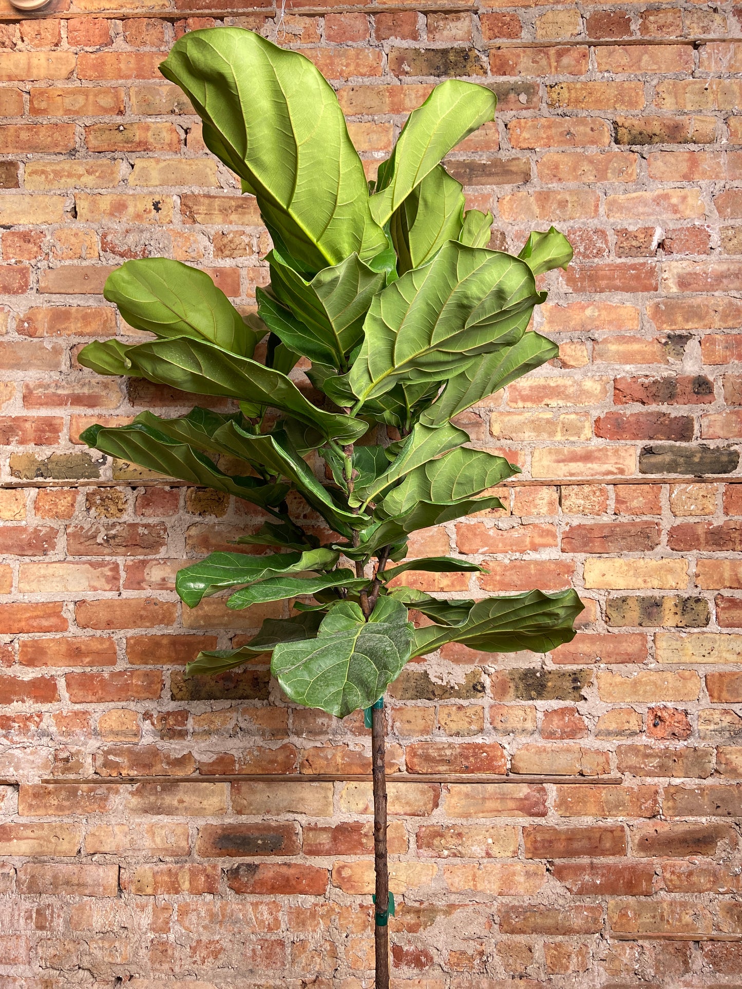 Fiddle Leaf Fig (Tree) - 10" Pot - 4FT Tall