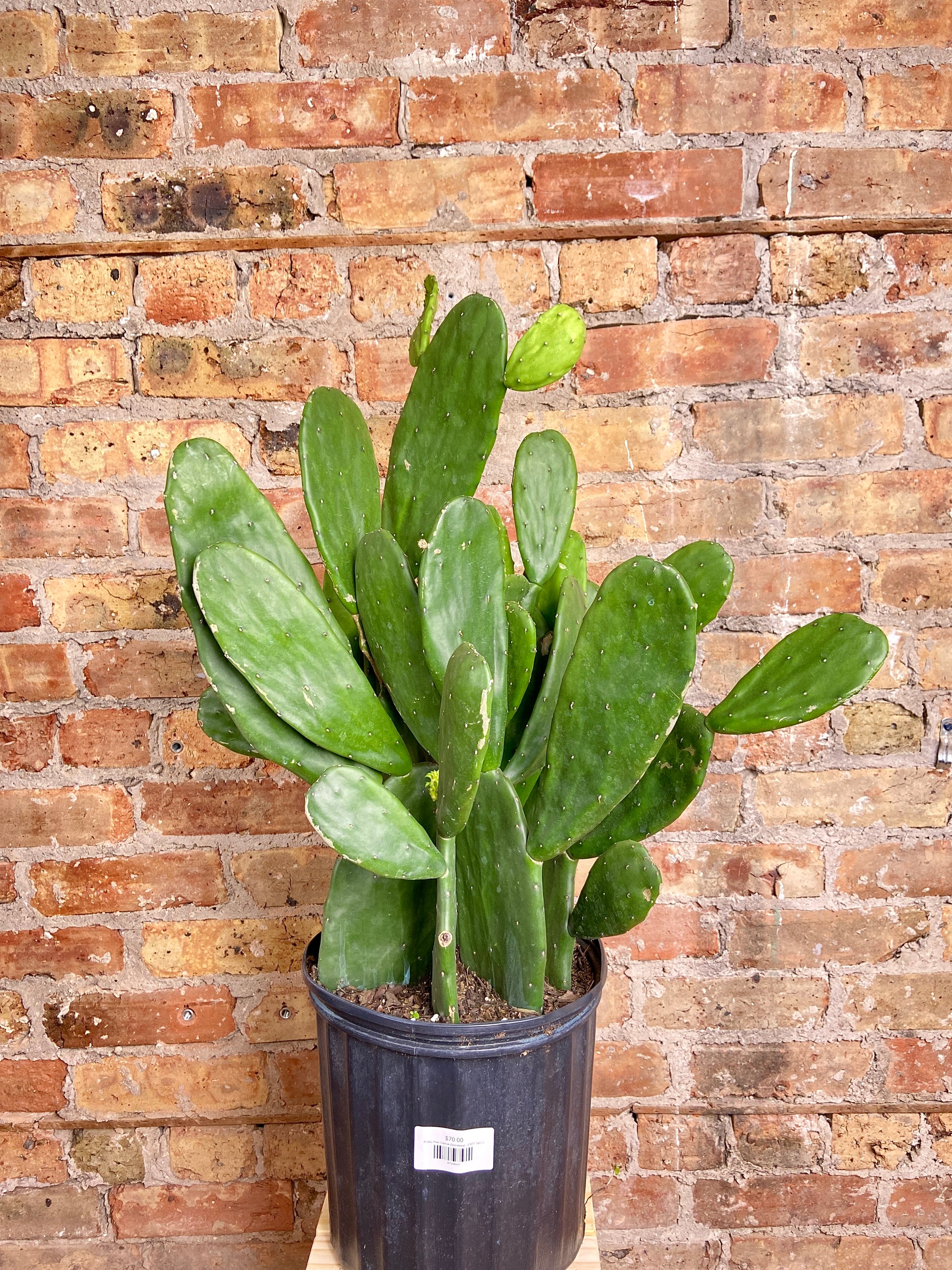 spineless prickly pear cactus home depot Big Plants Chicago