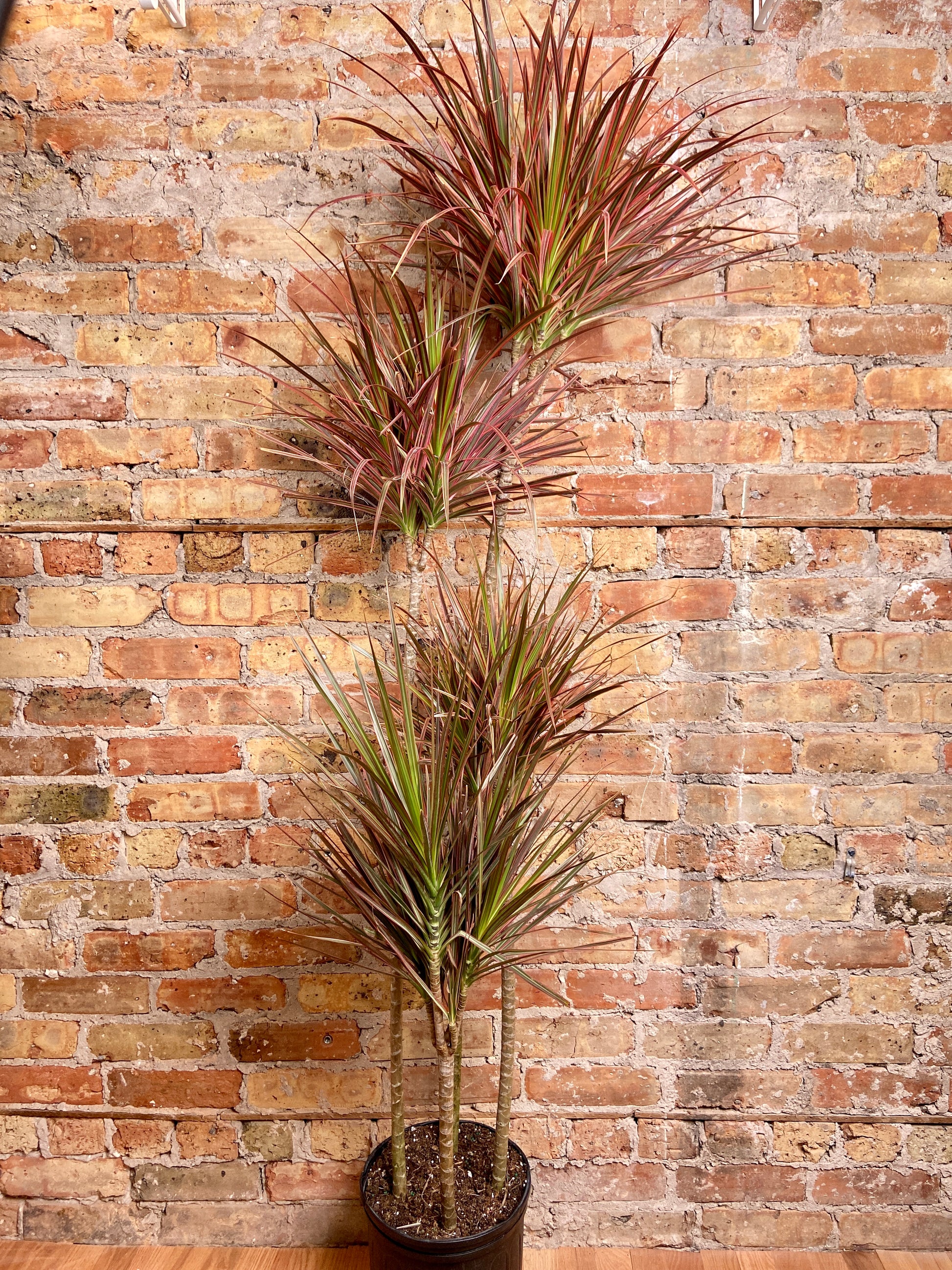 dracaena red princess Big Plants Chicago