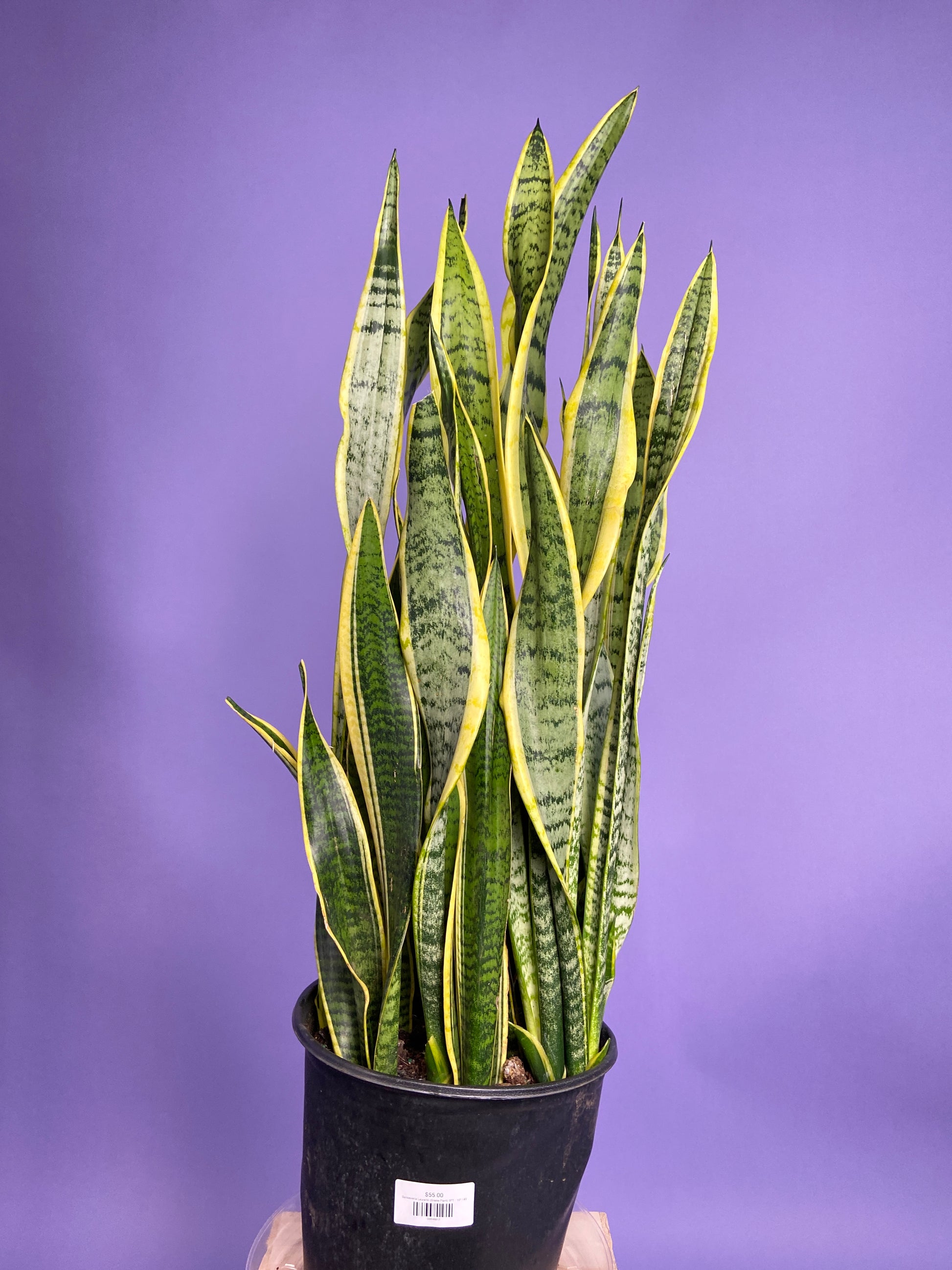 purple snake plant Big Plants Chicago