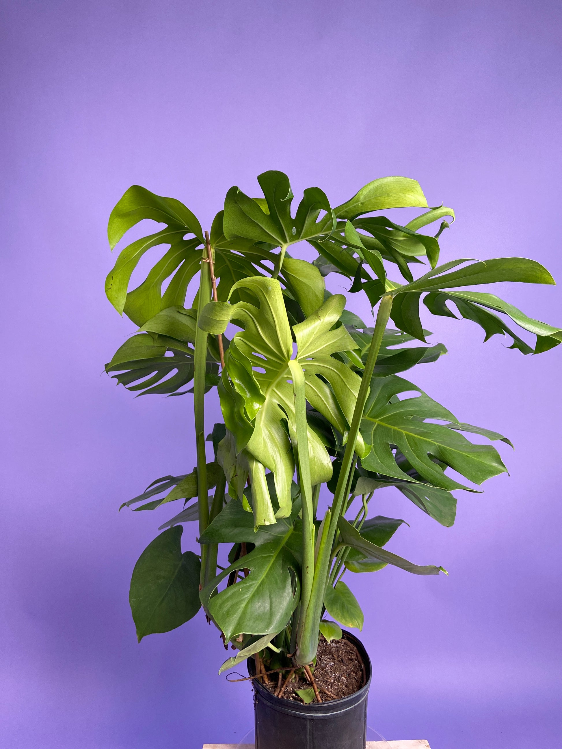 monstera plant chicago Big Plants Chicago