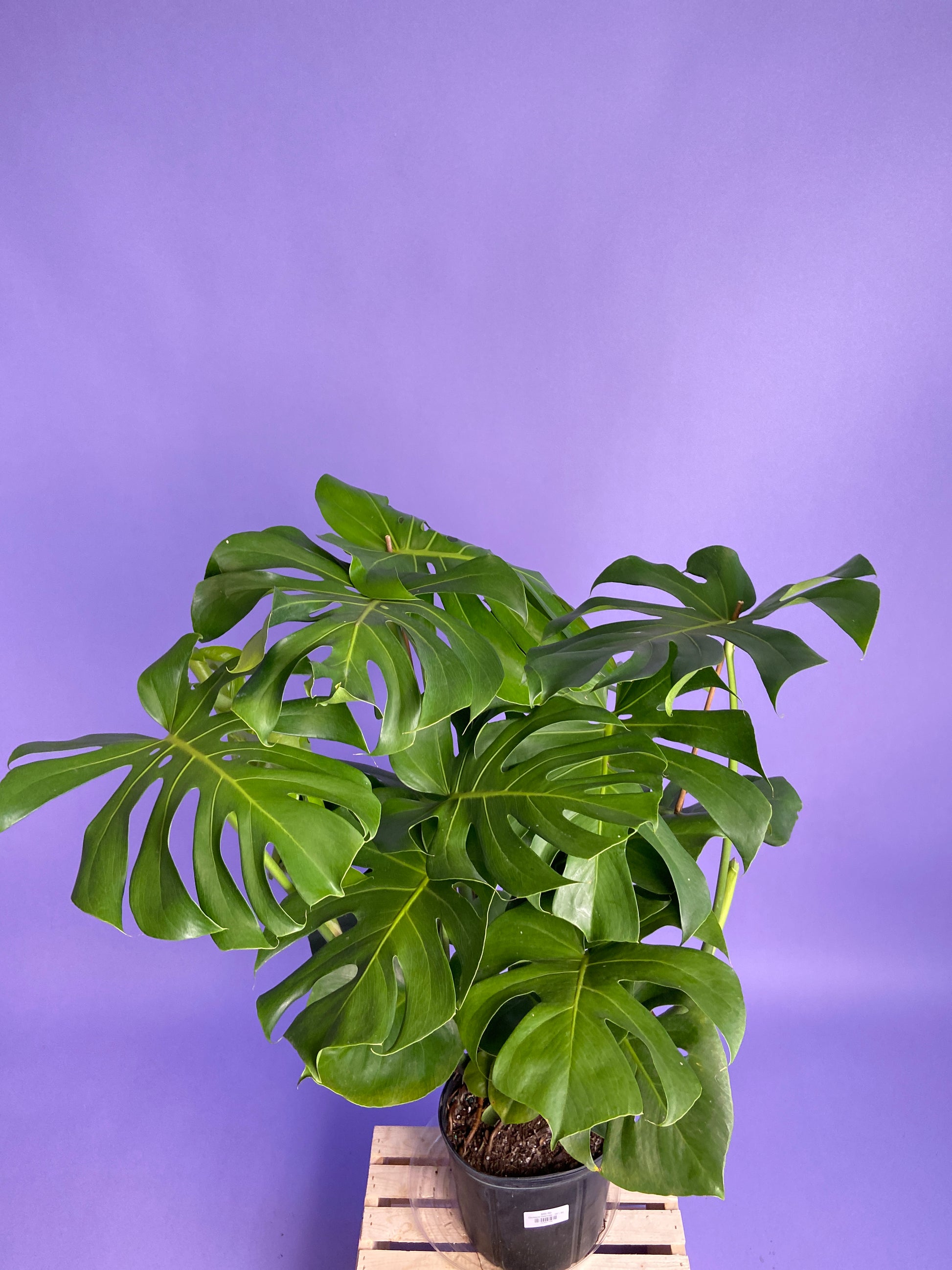 monstera deliciosa big w Big Plants Chicago