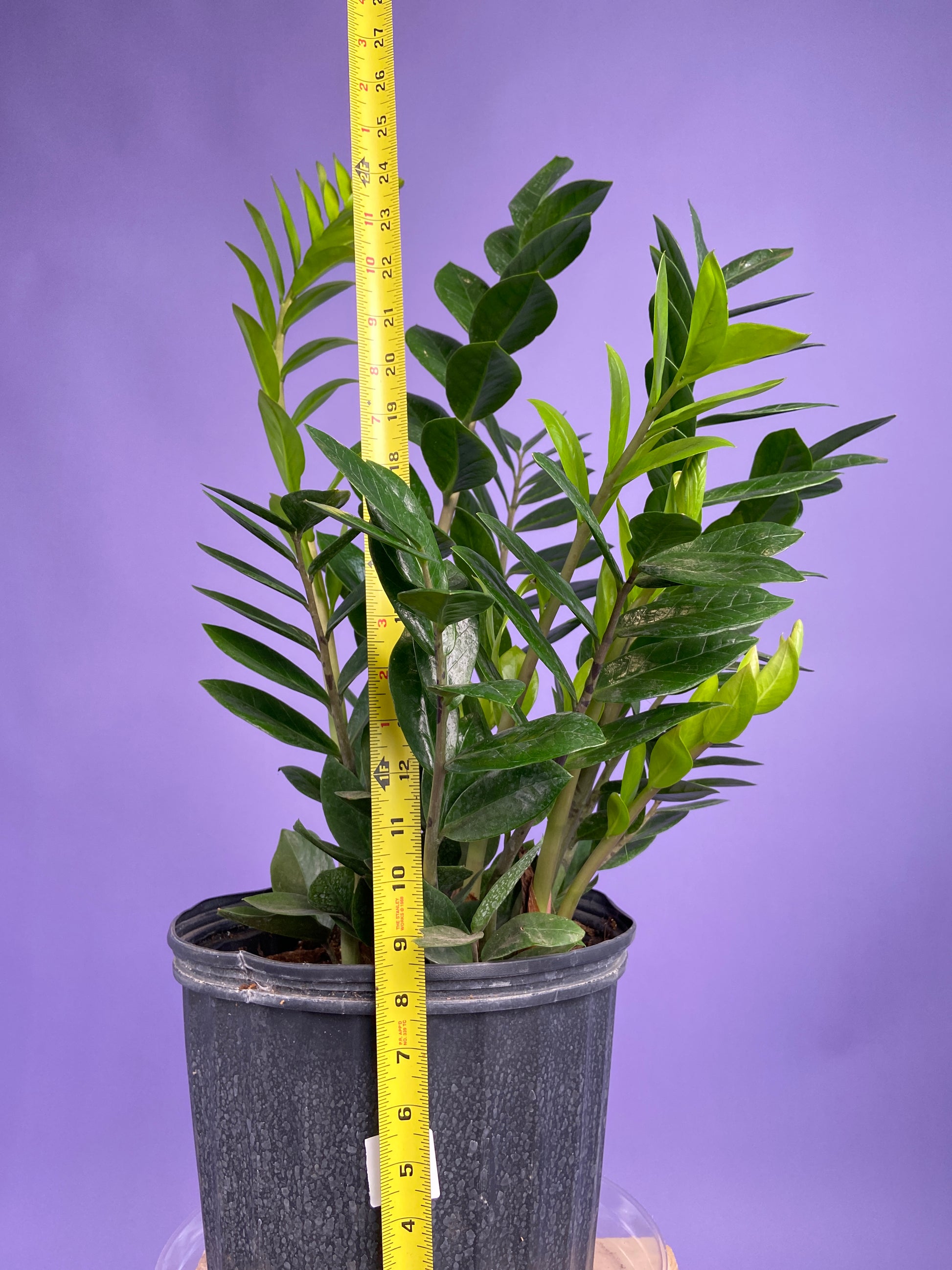 of 10 zz plant Big Plants Chicago