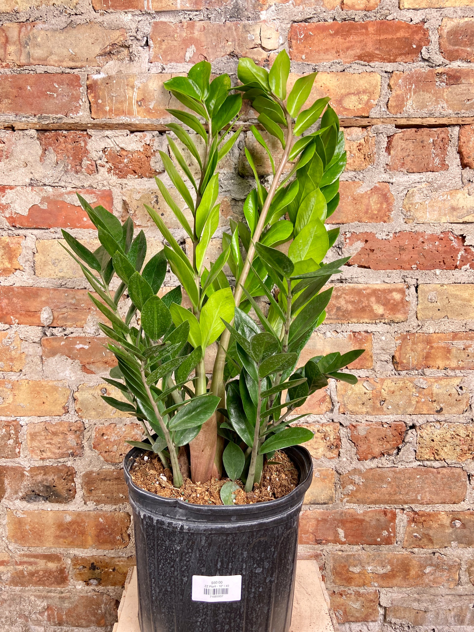 zz plant chicago Big Plants Chicago