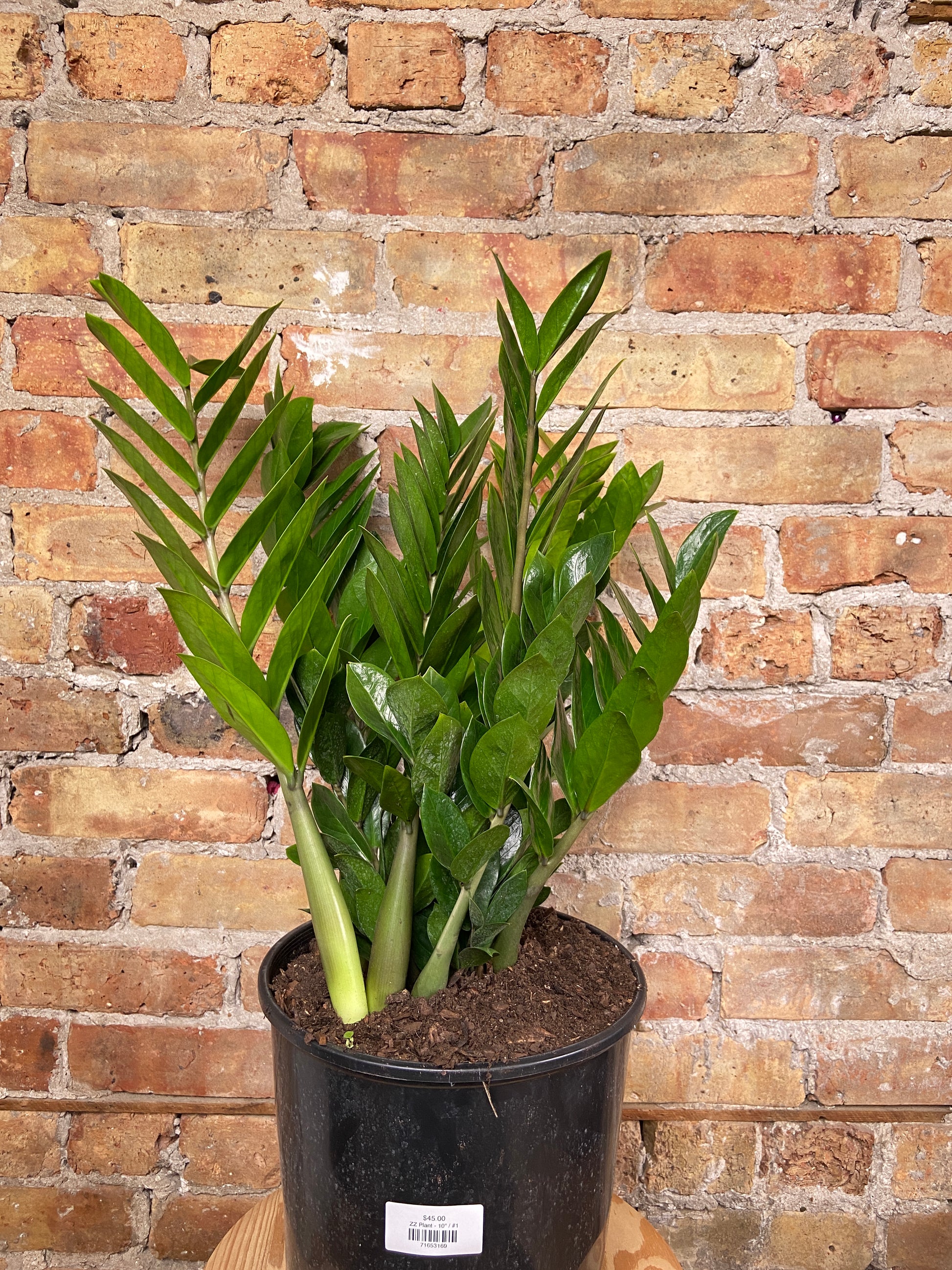 biggest zz plant Big Plants Chicago