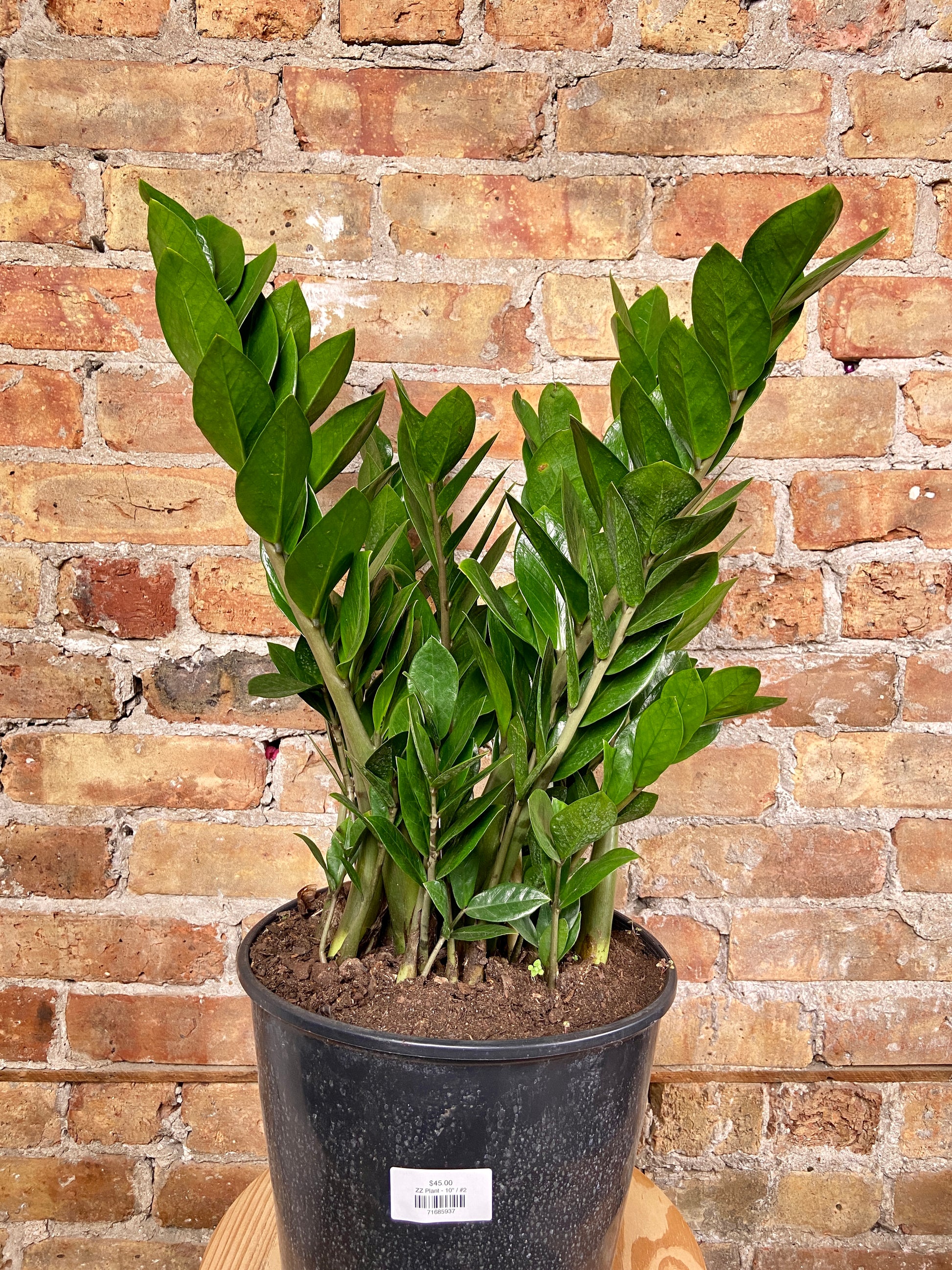 overgrown zz plant Big Plants Chicago