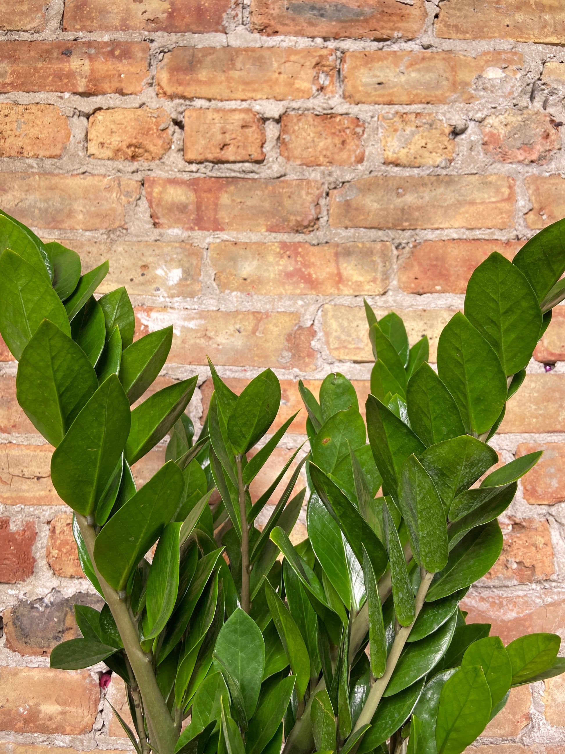 zz plant chicago Big Plants Chicago