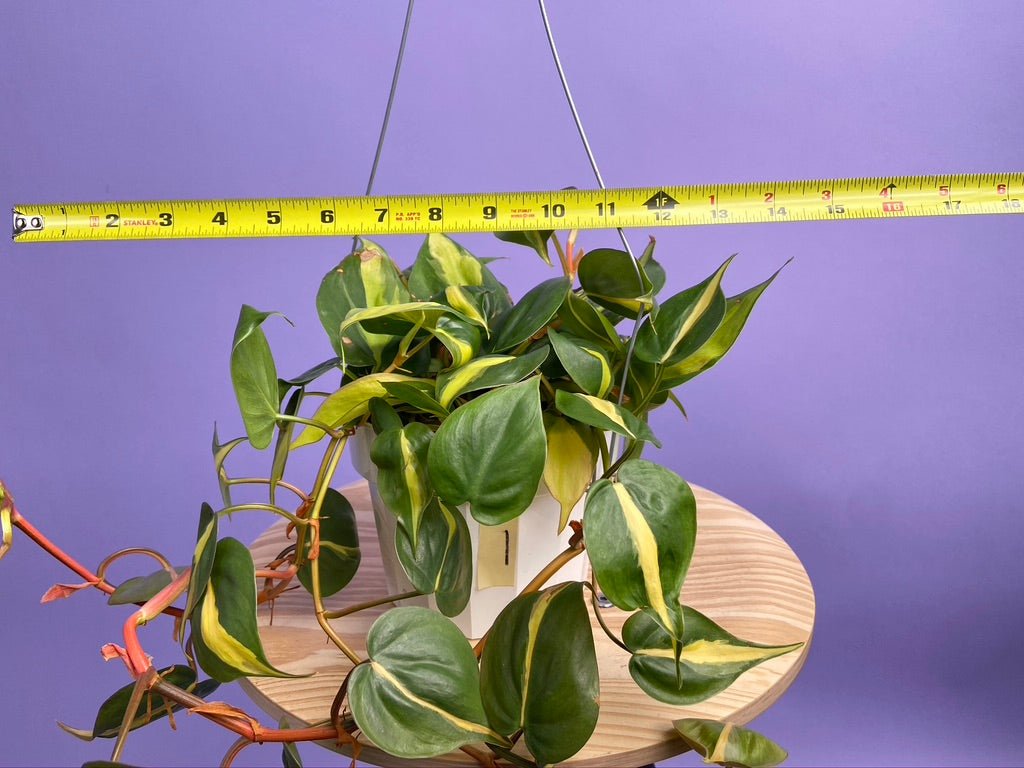 Philodendron "Brasil" - 6" - The Succulent City