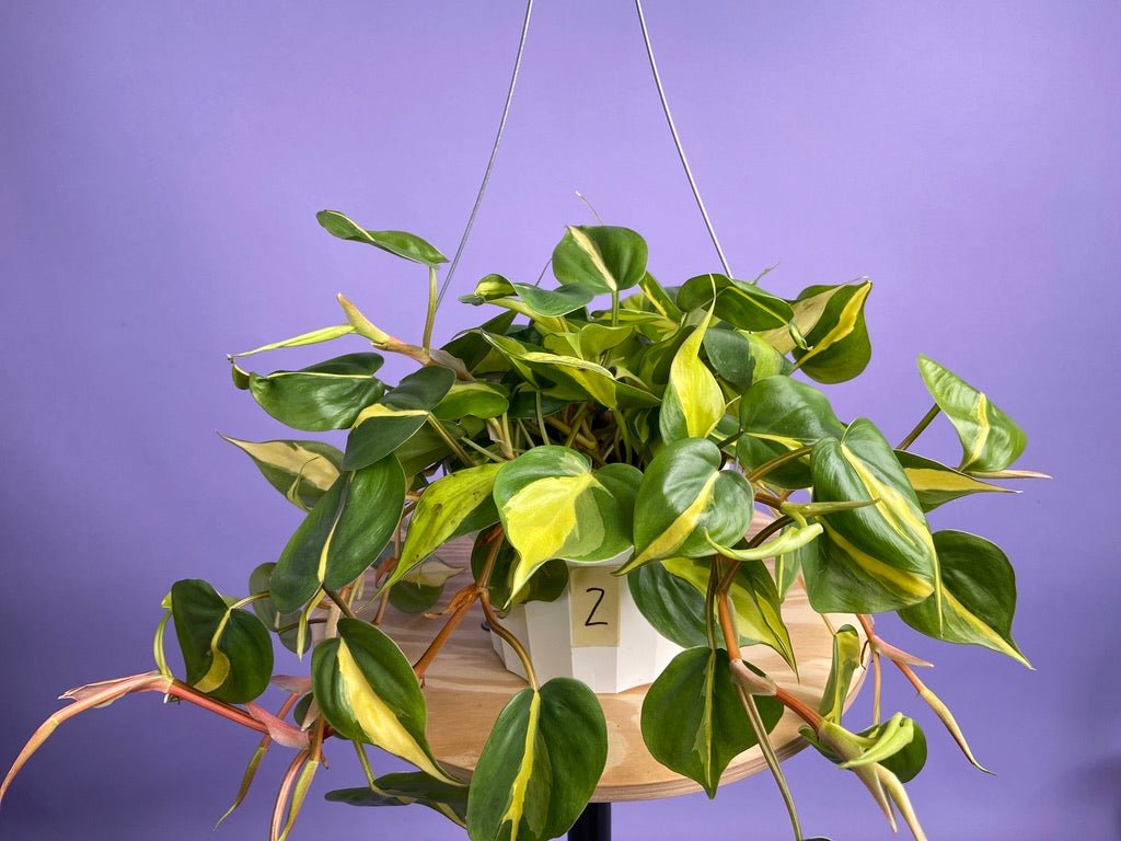 Philodendron "Brasil" - 6" - The Succulent City
