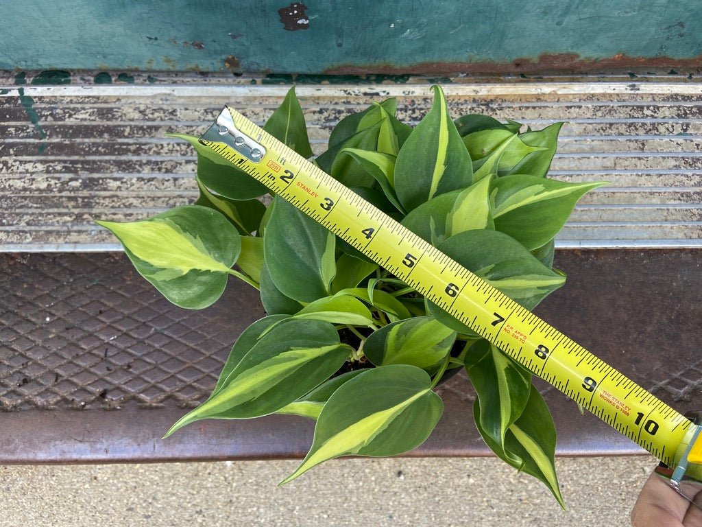Philodendron "Brasil" - 6" - The Succulent City
