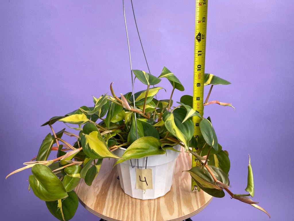 Philodendron "Brasil" - 6" - The Succulent City