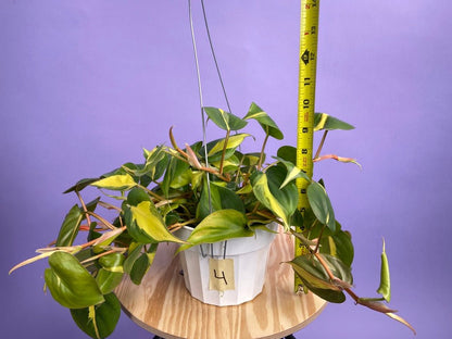 Philodendron "Brasil" - 6" - The Succulent City