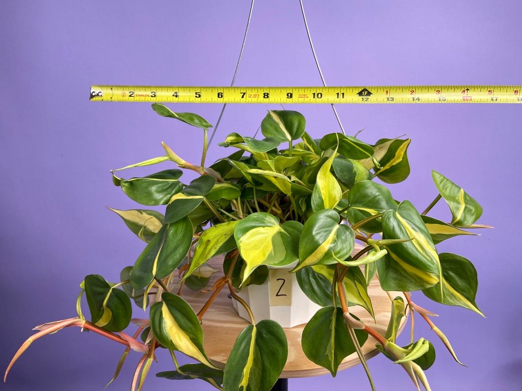 Philodendron "Brasil" - 6" - The Succulent City