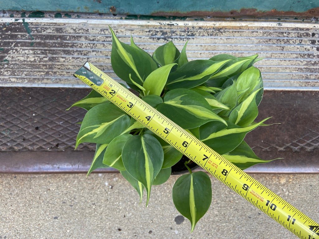 Philodendron "Brasil" - 6" - The Succulent City