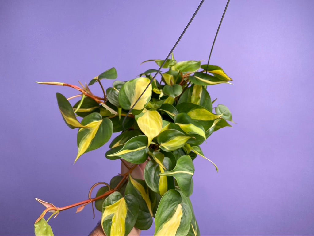 Philodendron "Brasil" - 6" - The Succulent City