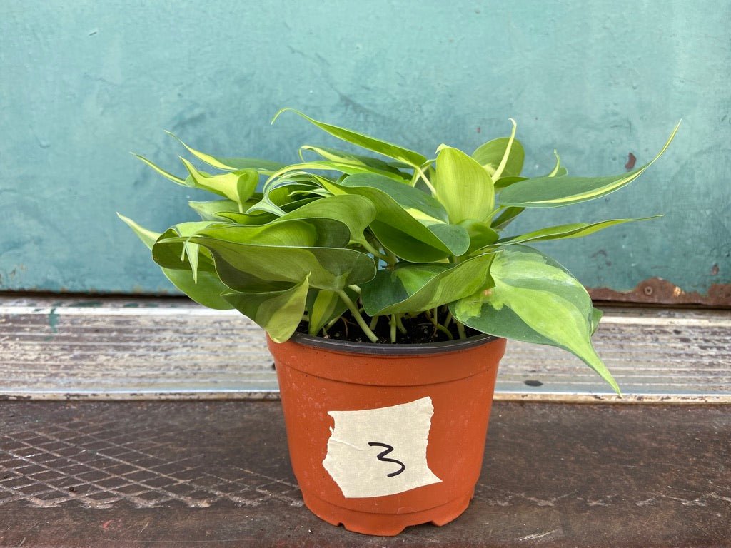 Philodendron "Brasil" - 6" - The Succulent City