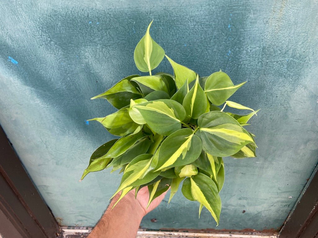 Philodendron "Brasil" - 6" - The Succulent City
