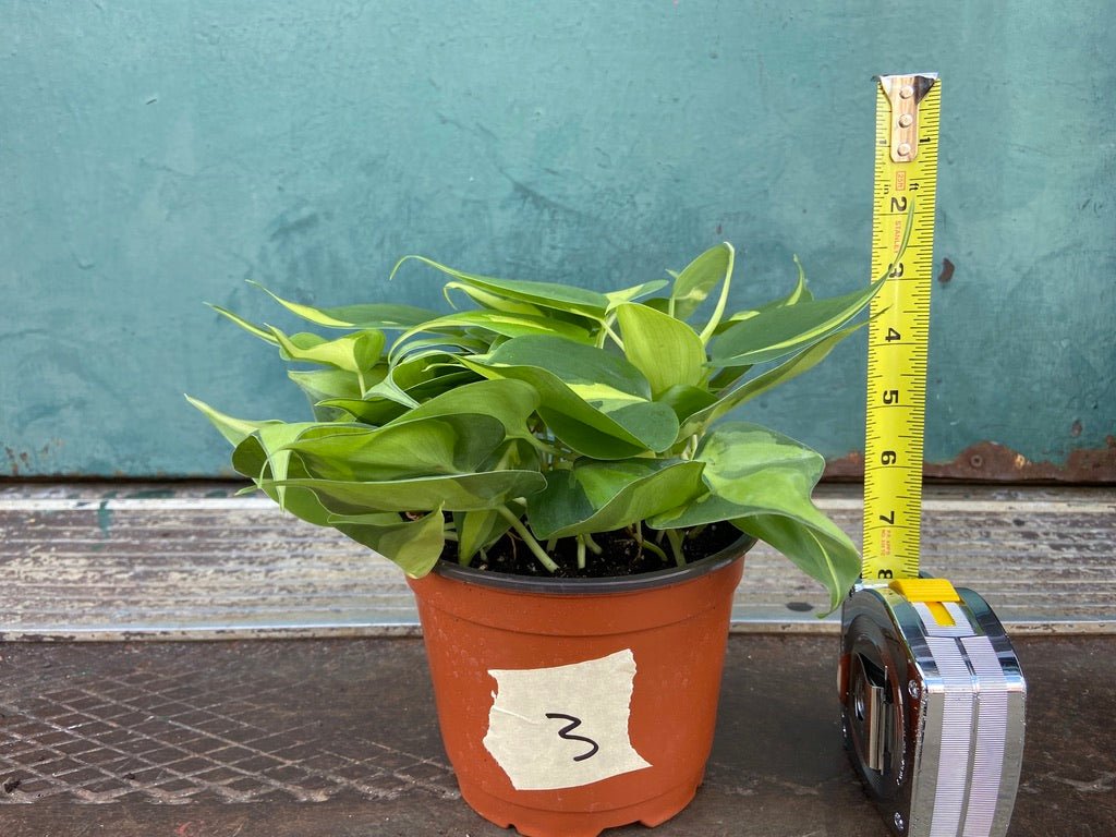 Philodendron "Brasil" - 6" - The Succulent City