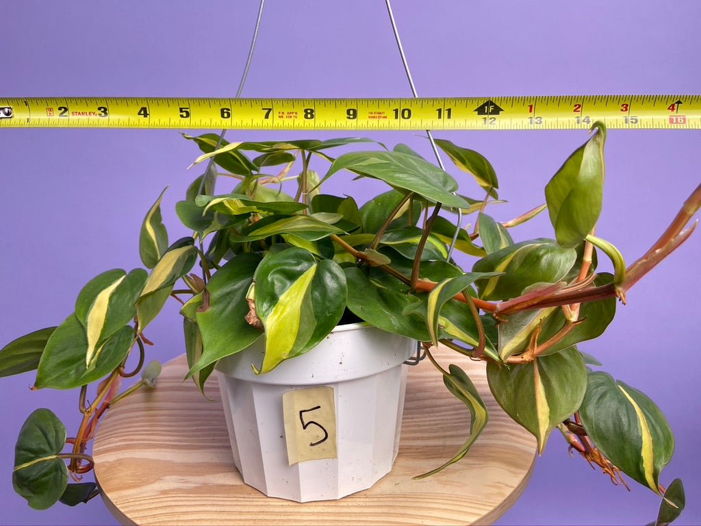 Philodendron "Brasil" - 6" - The Succulent City