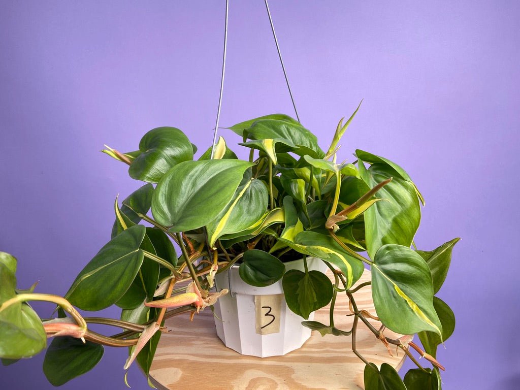 Philodendron "Brasil" - 6" - The Succulent City