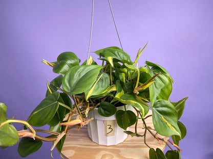 Philodendron "Brasil" - 6" - The Succulent City