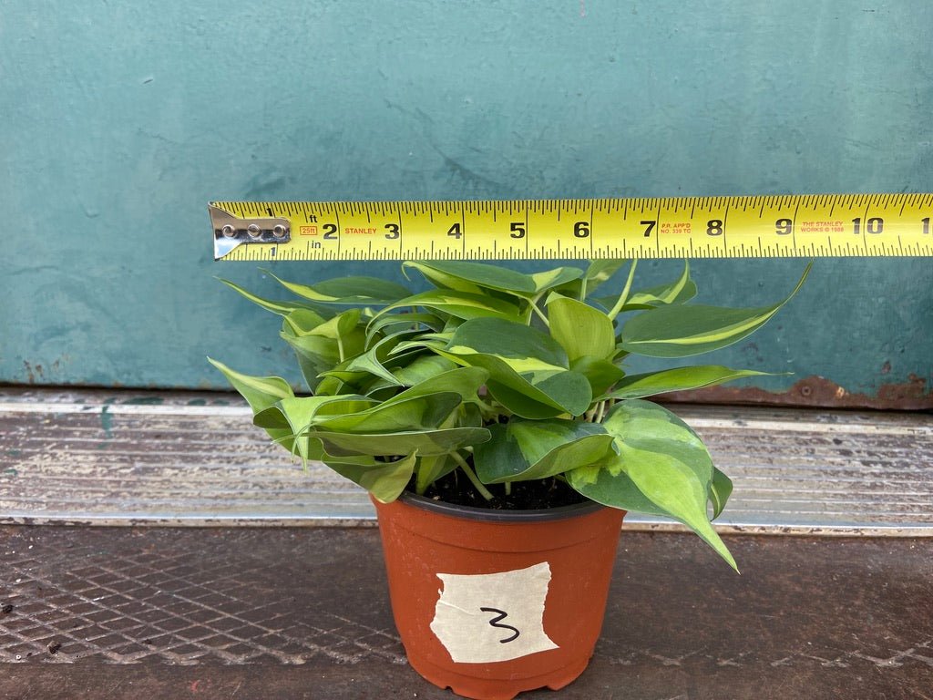 Philodendron "Brasil" - 6" - The Succulent City