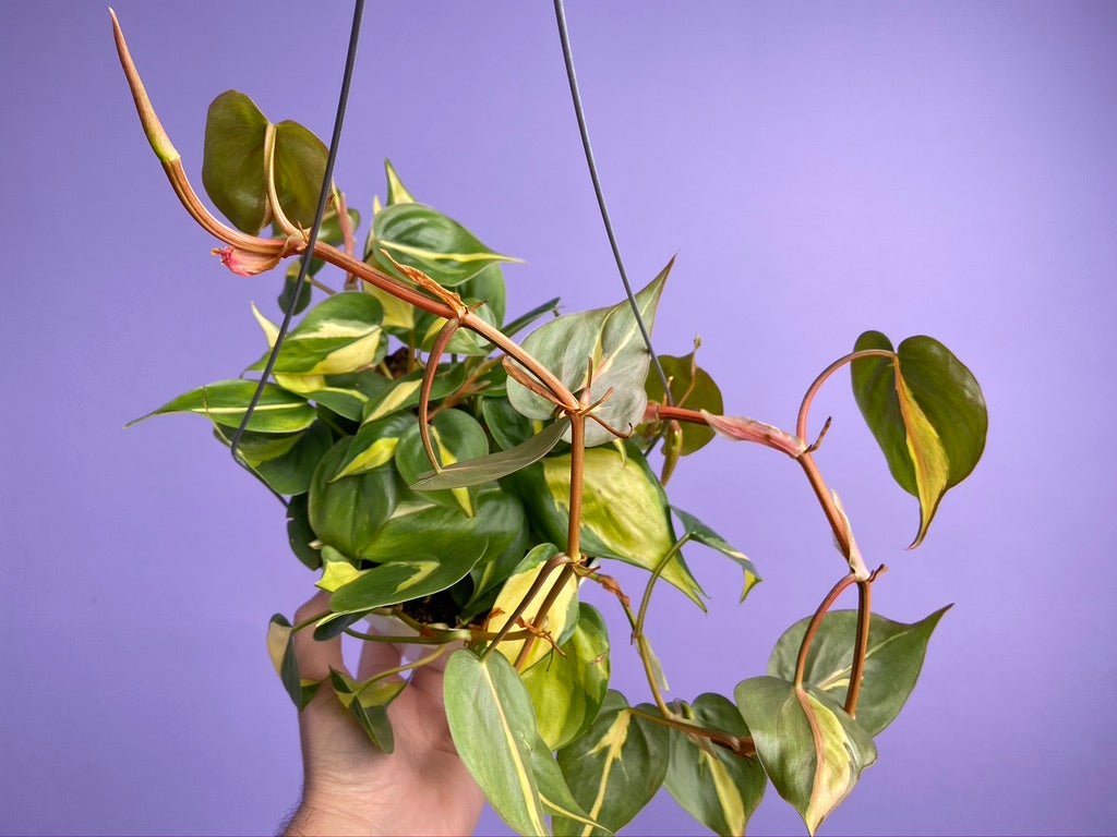 Philodendron "Brasil" - 6" - The Succulent City