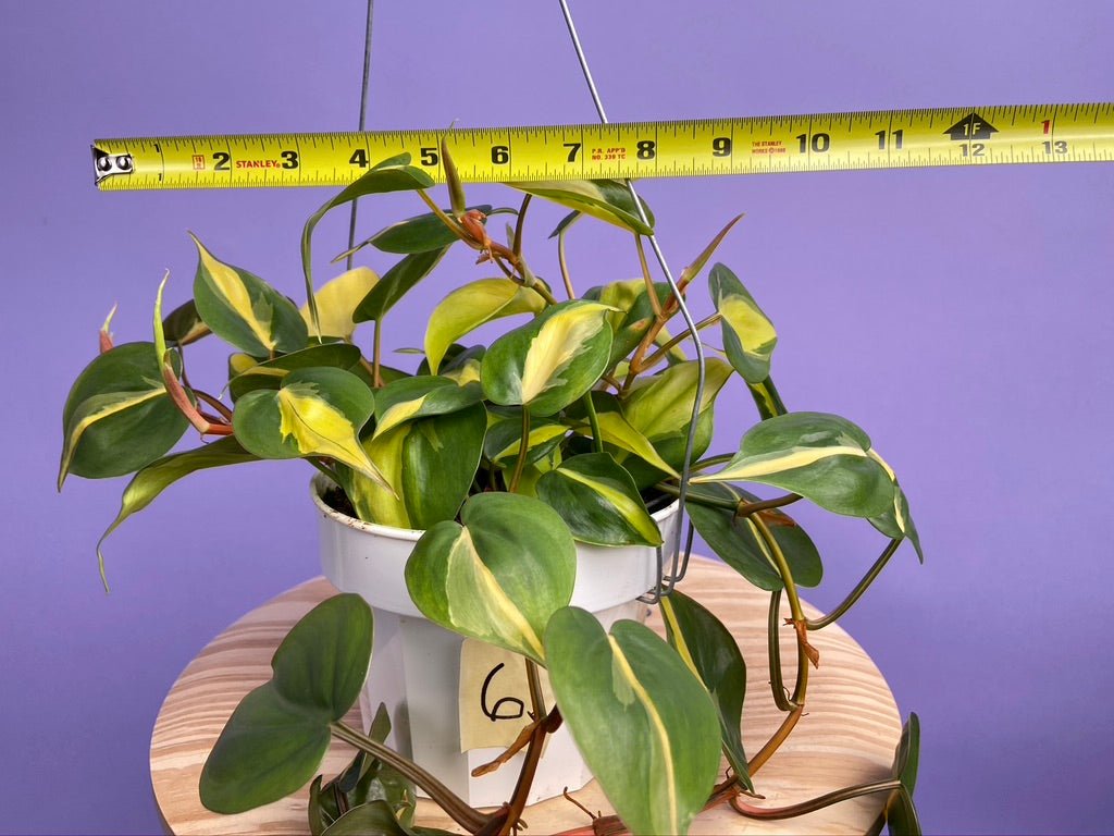 Philodendron "Brasil" - 6" - The Succulent City