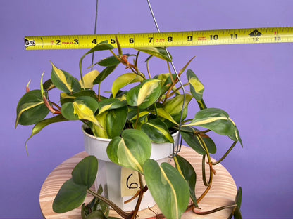 Philodendron "Brasil" - 6" - The Succulent City