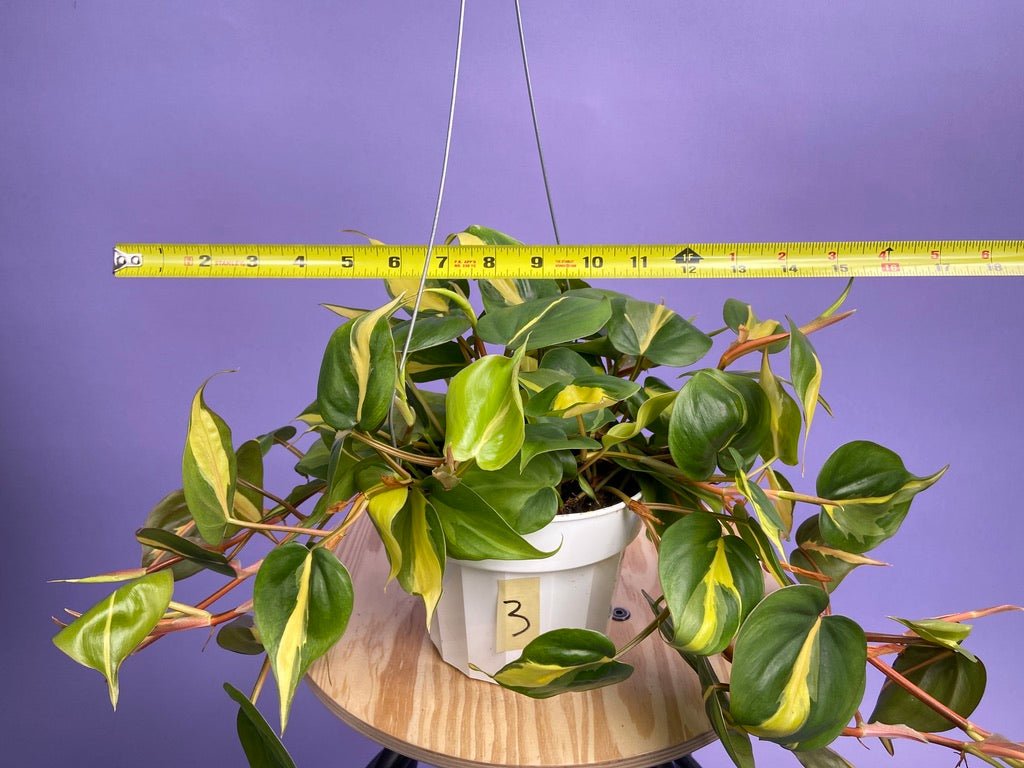 Philodendron "Brasil" - 6" - The Succulent City