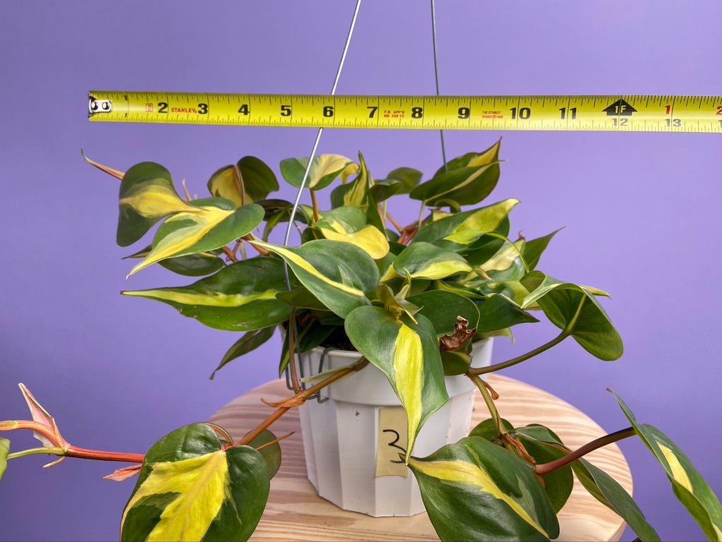 Philodendron "Brasil" - 6" - The Succulent City