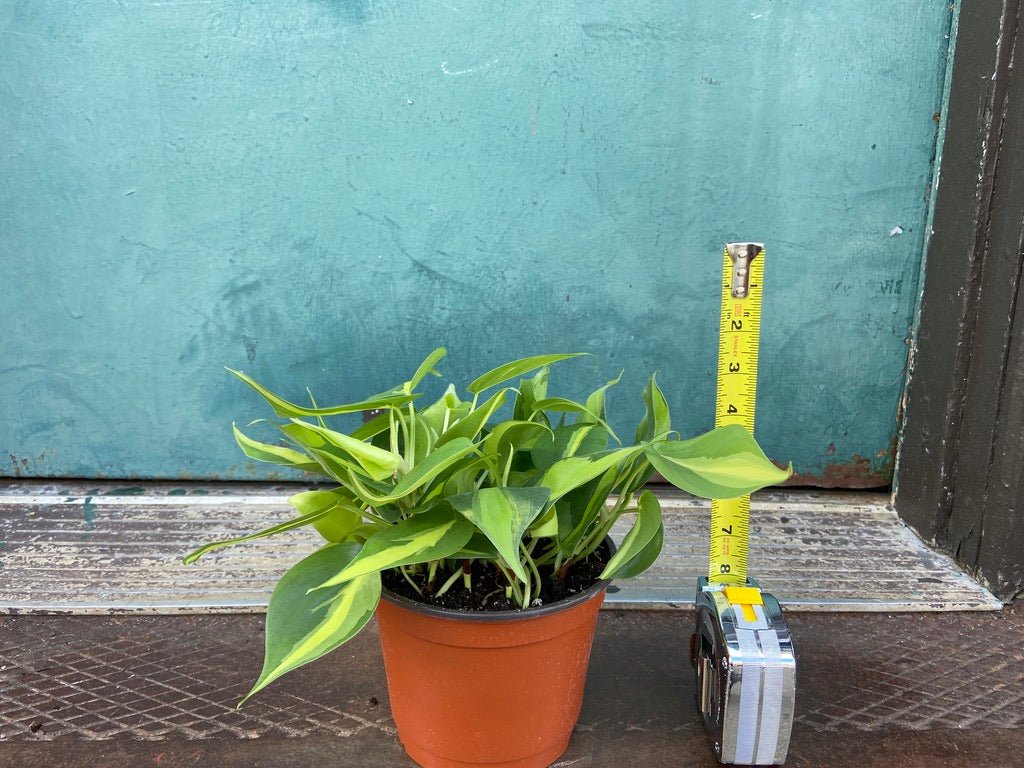 Philodendron "Brasil" - 6" - The Succulent City