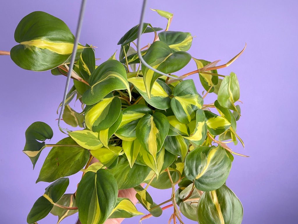 Philodendron "Brasil" - 6" - The Succulent City