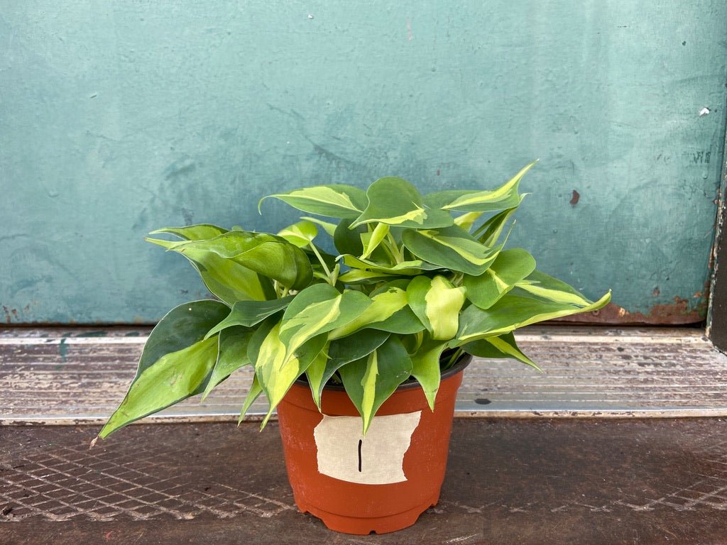 Philodendron "Brasil" - 6" - The Succulent City