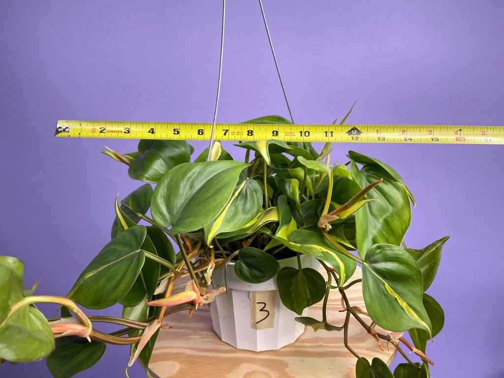 Philodendron "Brasil" - 6" - The Succulent City