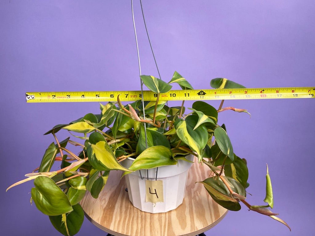 Philodendron "Brasil" - 6" - The Succulent City