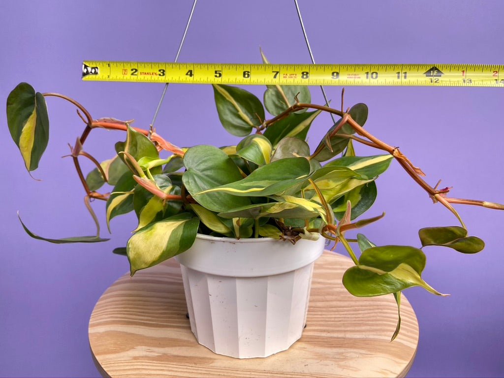 Philodendron "Brasil" - 6" - The Succulent City
