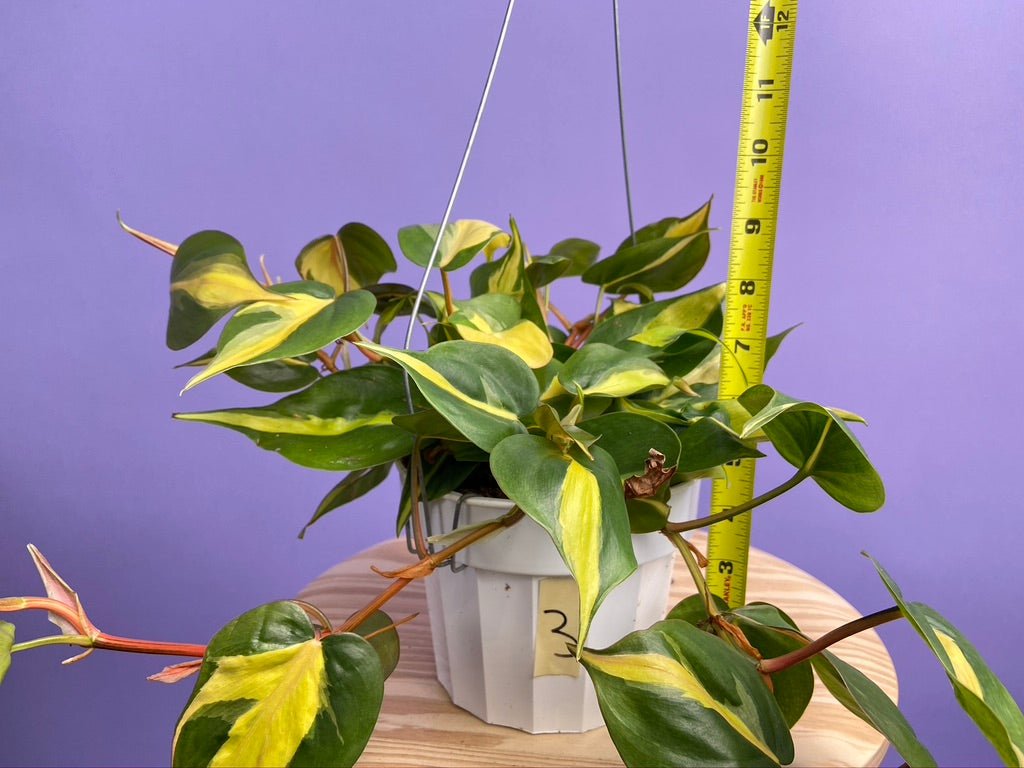 Philodendron "Brasil" - 6" - The Succulent City