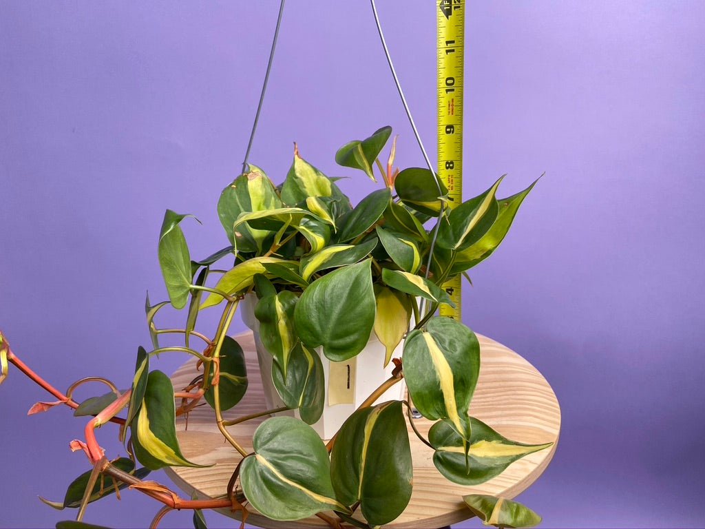 Philodendron "Brasil" - 6" - The Succulent City
