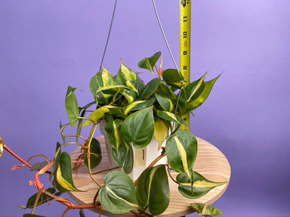 Philodendron "Brasil" - 6" - The Succulent City