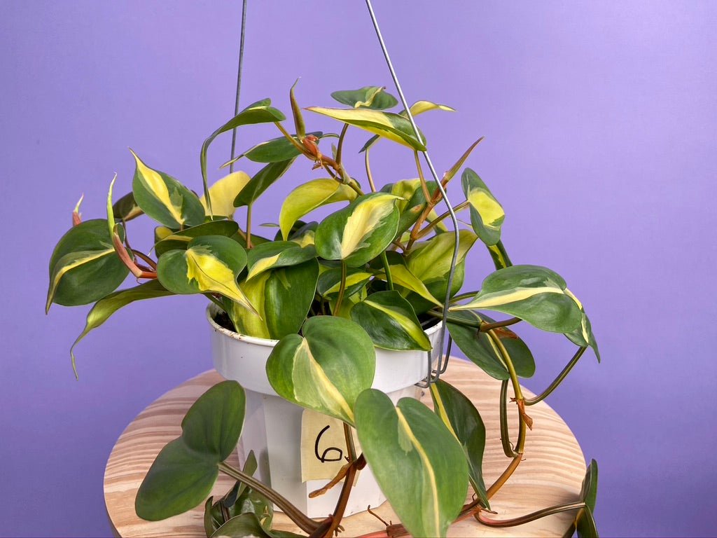 Philodendron "Brasil" - 6" - The Succulent City