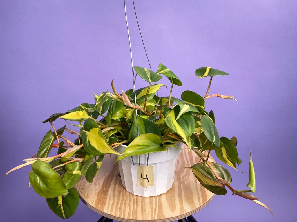 Philodendron "Brasil" - 6" - The Succulent City