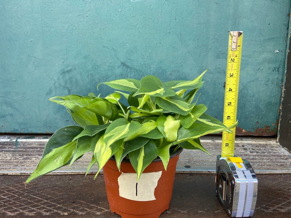 Philodendron "Brasil" - 6" - The Succulent City