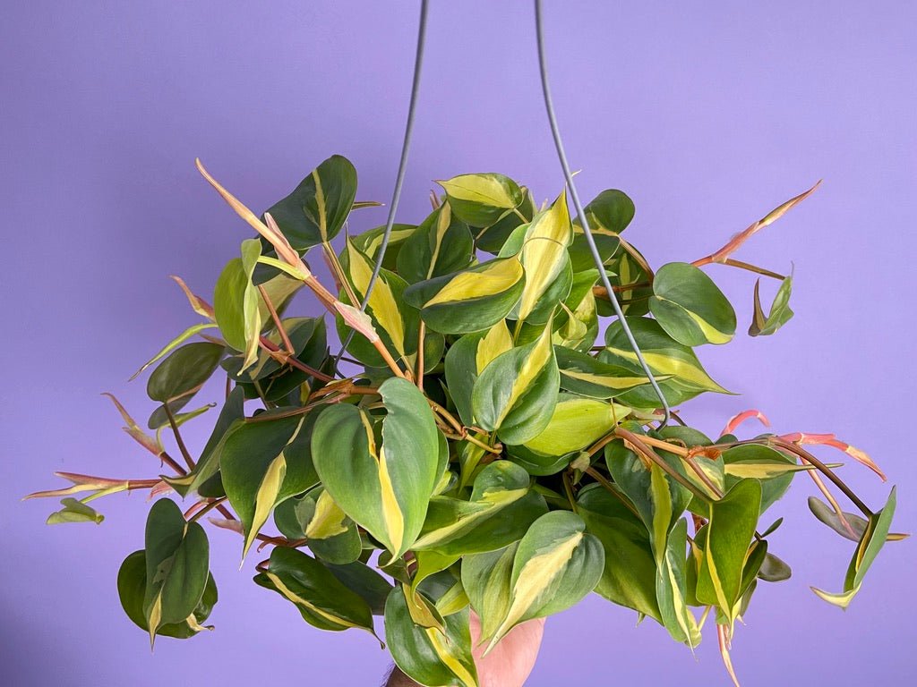 Philodendron "Brasil" - 6" - The Succulent City