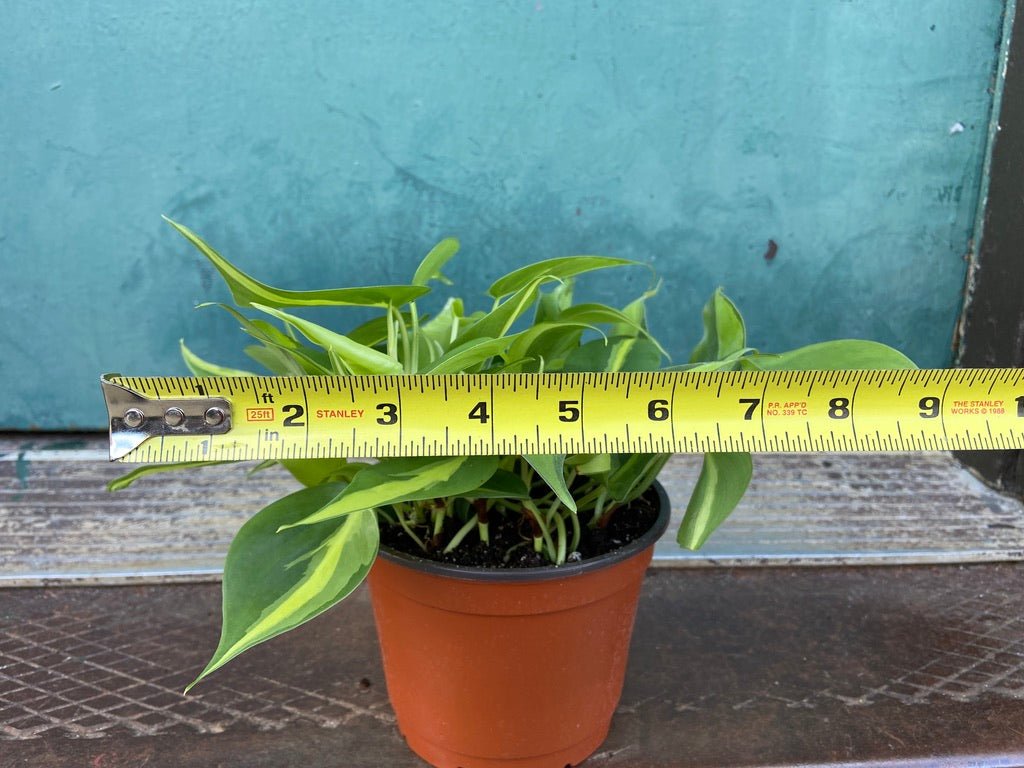 Philodendron "Brasil" - 6" - The Succulent City